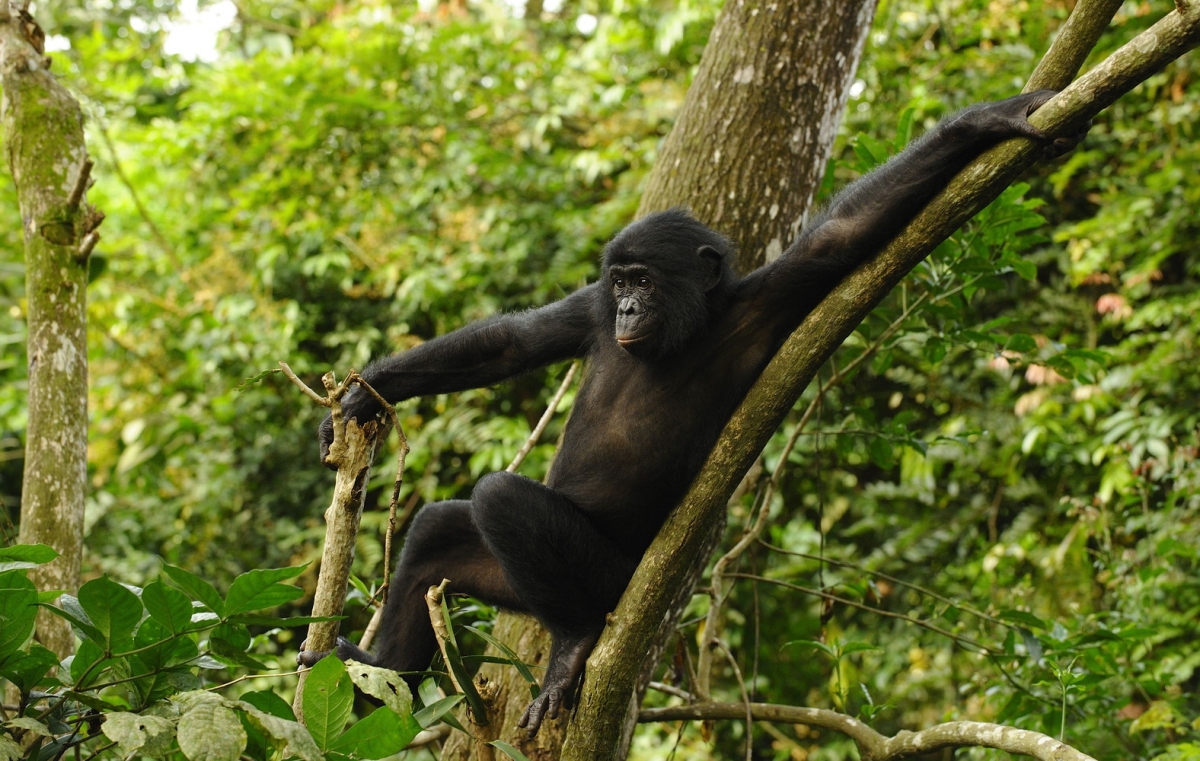 Карликовый шимпанзе 6. Шимпанзе бонобо. Карликовые шимпанзе бонобо. Обезьяна бонобо и Детеныши.