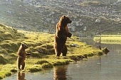 Медведь трейлер (1988)