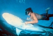 Ловец акул с острова Бора-Бора (1980)