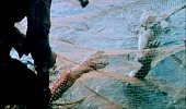 Крокодил (1980)